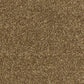 Abingdon Flooring Deep Feelings Carpet with intricate floral pattern in neutral tones, plush texture, and soft pile for cozy interiors.